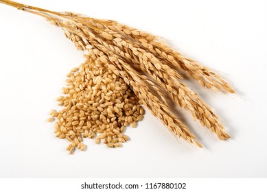 organic rice ears and grain on white background