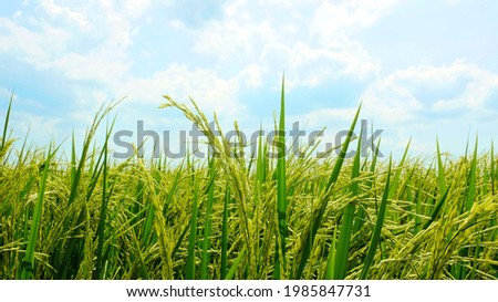 Organic rice fields and beautiful blue sky background in countryside landscape of japan looks fresh and perfect agriculture.