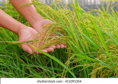 Organic Rice Paddy In Hands,future Agriculture For Safety Food 