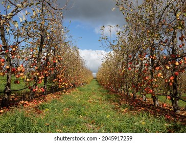 Organic And Ripe Apples On Apple Trees In A Farm In Australia