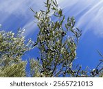 Organic ripe olives growing on olive tree with mediterranean coast background, black olive fruit on tree branch, healthy vegetarian food, Mediterranean olive trees in mountain with Mediterranean Sea.