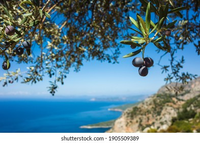 Organic ripe olives growing on olive tree with mediterranean coast background, Close up black olive fruit on tree branch, Eco farm products, healthy vegetarian food - Shutterstock ID 1905509389