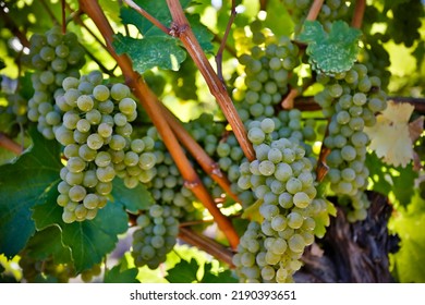 Organic ripe Sauvignon Blanc grape on the vine ready for harvest during autumn in the Okanagan Valley, British Columbia, Canada.