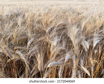 Organic Ripe Wheat In Gascony Season 2022