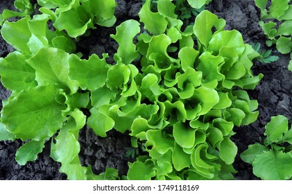 Organic Salad Plant Growing At Garden Patch. View From Above