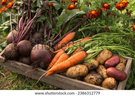 Organic seasonal root vegetables in wooden box in, harvesting, farming. Harvest of fresh carrot, beetroot and potato in garden with flowers in sunlight close up