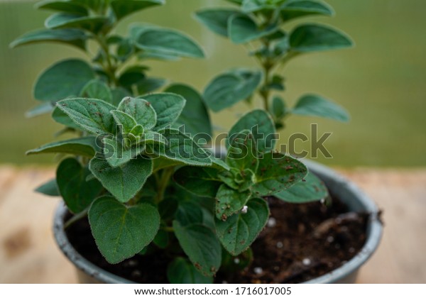 Organic seasoning. Greek oregano plant.\
Portrait orientation.