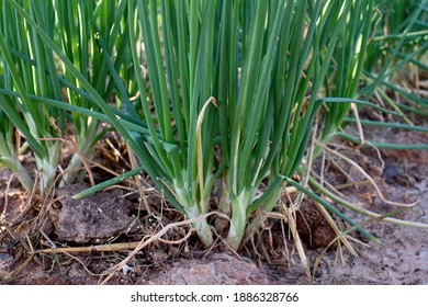 Organic shallot plantations, the leaves can be used for cooking. - Shutterstock ID 1886328766