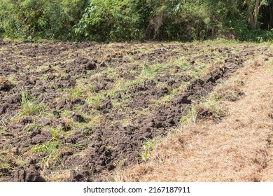 471 Quality soil rice Images, Stock Photos & Vectors | Shutterstock