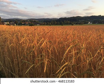 Organic Spelt Field At Sunset In Switzerland Seon