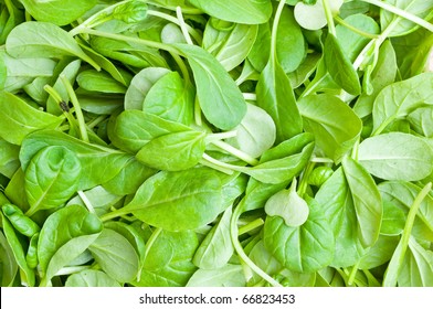 Organic Spring Mix Green Lettuce