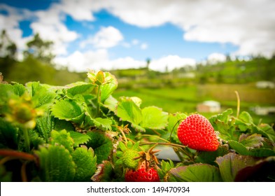 Organic Strawberry Fields