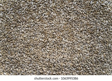 Organic Sunflower Seeds Texture As Background.