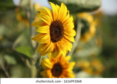 Organic Sunflowers Regenerative Agriculture Australia 