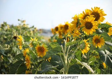 Organic Sunflowers Regenerative Agriculture Australia 