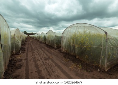 Organic sustainable growing rapeseed experiment in controlled conditions, rapeseed canola cultivated in protective net housing against insects