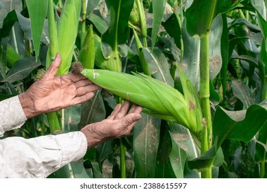 Organic sweet corn cob, Farmer hands inspecting corn pods in corn field in background - Powered by Shutterstock