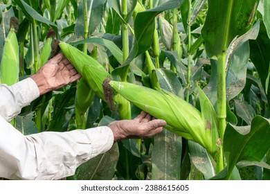 Organic sweet corn cob, Farmer hands inspecting corn pods in corn field in background - Powered by Shutterstock