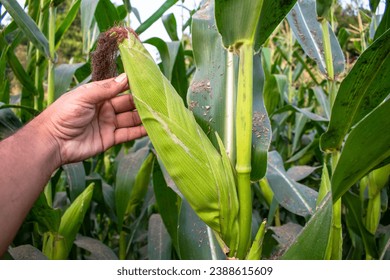 Organic sweet corn cob, Farmer hands inspecting corn pods in corn field in background - Powered by Shutterstock