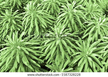Organic texture background close up lay out