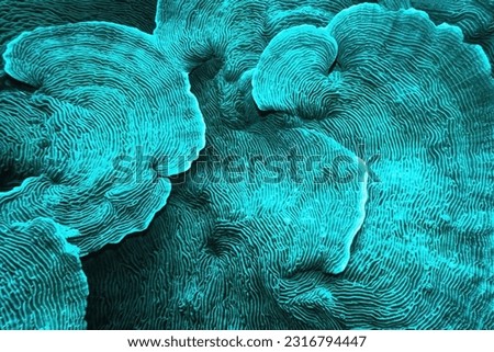 Organic texture of  Elephant skin hard coral (Pachyseris speciosa) as an abstract background 