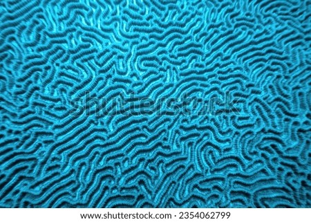 Organic texture of the hard brain coral. Abstract blue textured  background.
