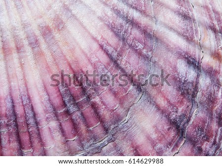organic texture, sea shell closeup