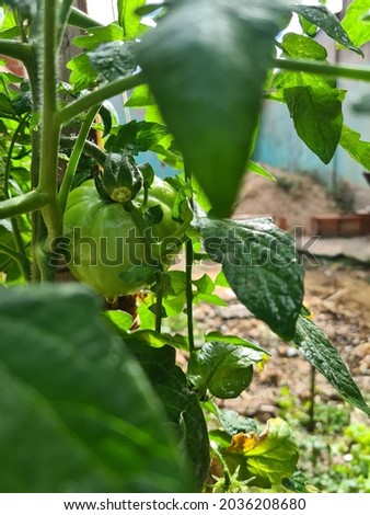 Similar – Bell Peppers Capsicum Growing In Greenhouse