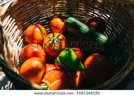 Similar – Foto Bild Paprika Capsicum wächst im Gewächshaus