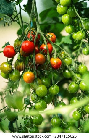 Similar – Tomaten, die auf Reben im Gewächshaus wachsen.