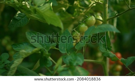 Image, Stock Photo Free hanging Nature Plant