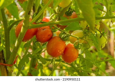 Organic Tomatoes Without Pesticides Grown On A Small Family Farm