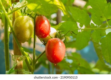 Organic Tomatoes Without Pesticides Grown On A Small Family Farm