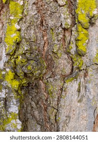 Organic Tree Bark Surface with Deep Grooves and Mossy Accents