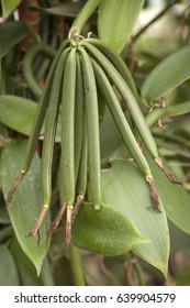 Organic Vanilla plants in farm 