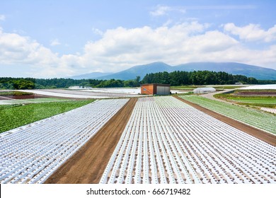 Organic  Vegetable Cultivation Farm With Smart  Agriculture Farm Salad In Japan