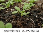 Organic vegetable cultivation Raised bed gardening 