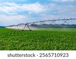 Organic vegetable farm. Water sprinkler irrigating field. Drip irrigation system. Crop irrigation. Agriculture and farming. Irrigation system watering agricultural field in countryside. Fieldwork