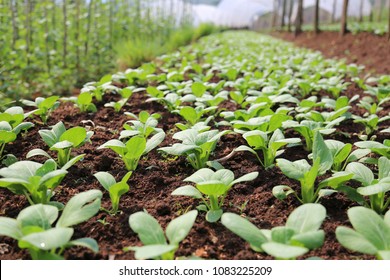 Organic Vegetable Garden