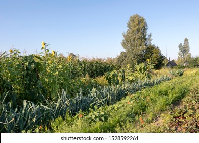 Organic vegetable garden, Agriculture with permaculture gardening principles at european countryside farm with sunrise light