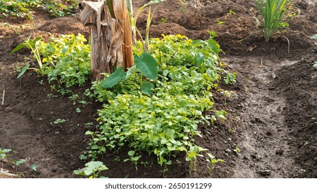 Organic vegetable garden with green leafy plants, banana tree, and taro on fertile soil. Tropical farming, sustainable agriculture, home garden.
