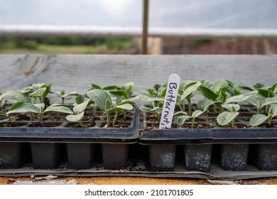 Organic Vegetable Garden Greenhouse With Butternut Squash Seedlings In Potting Trays And Soil With White Plastic Label Stake And Defocused Farm Exterior Background. No People With Copy Space.