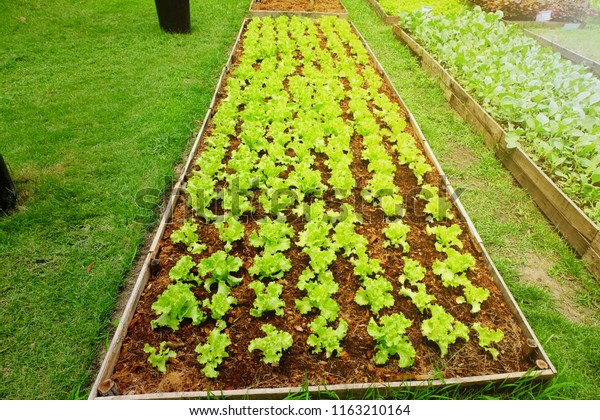 Organic Vegetable Garden Growing Shed Without Stock Photo Edit Now 1163210164