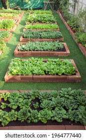 Organic Vegetable  Garden 
And Homegrowing Concept , Community Kitchen Garden
,Eco Friendly Gardening