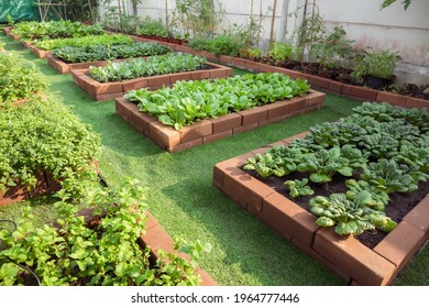 Organic Vegetable  Garden 
And Homegrowing Concept , Community Kitchen Garden
,Eco Friendly Gardening