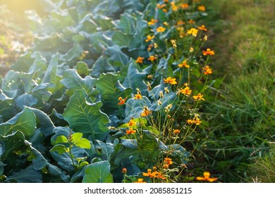 Organic vegetable garden on a farmland, Chinese broccoli growing with Cosmos sulphureus, Cosmos flowers are preventing the spread of Pest insects. Focus on flowers.