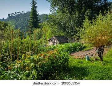 Organic Vegetable Garden With A Shed Located In The Cevennes (Southern France), Taken On A Sunny Summer Morning With No People