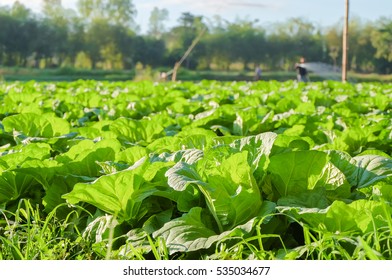 Organic Vegetable Garden,future Agriculture For Safety Food In Thailand