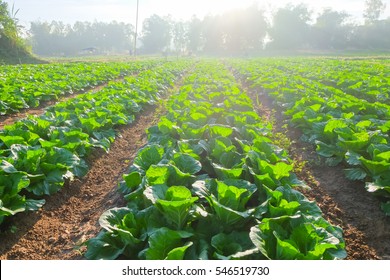 Organic Vegetable Garden,future Agriculture For Safety Food In Thailand