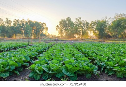 Organic Vegetable Garden,future Agriculture For Safety Food In Thailand